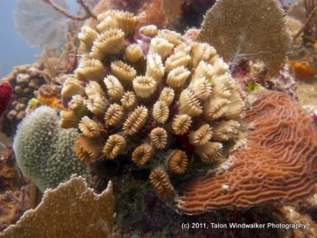 Cool coral