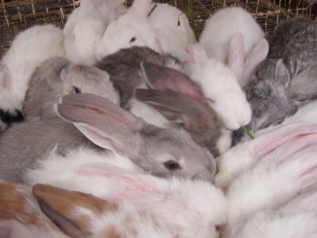 Bunnies for sale