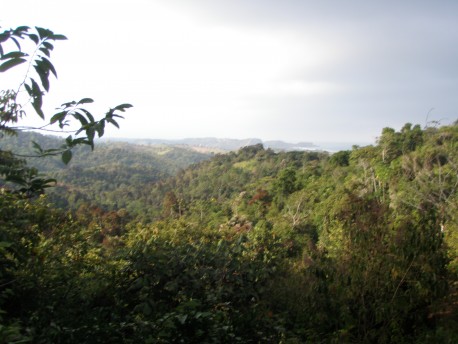 Jungle view