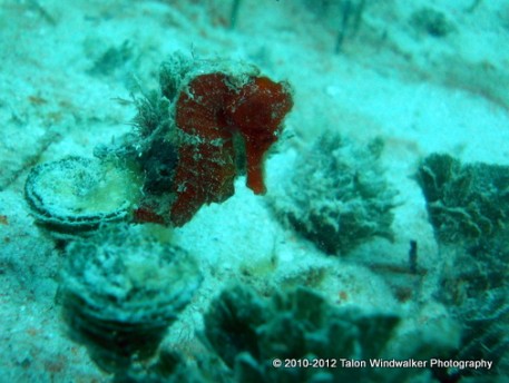 Seahorse attached to pine cone algae, Utila, Honduras