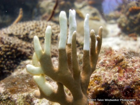 Cool coral