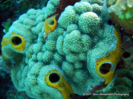 Coral