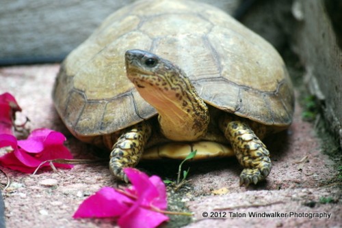 He was going to eat the flowers until he saw the bread