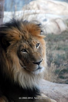 Lion