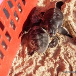 Tigger photo:  Turtle Release