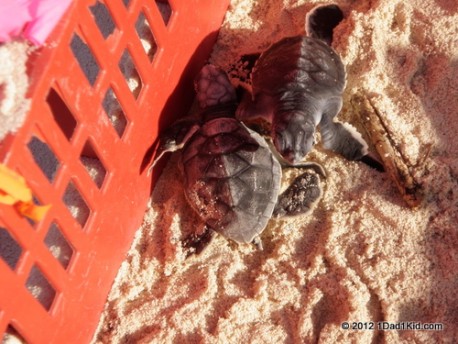 Baby sea turtles