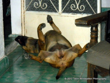 Hyper-relaxed dog