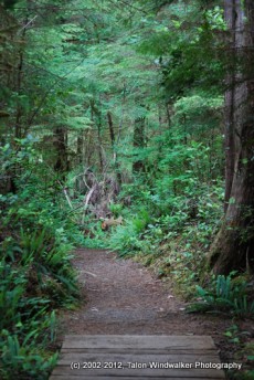 Lake Quinault Rainforest