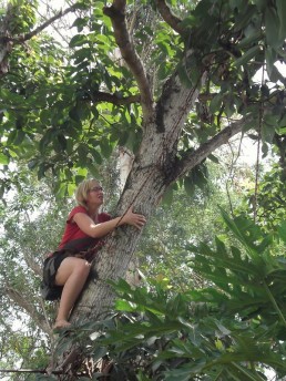 Picking avocadoes in El Salvador
