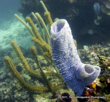 One of my fav sponges