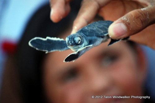 Baby sea turtle release