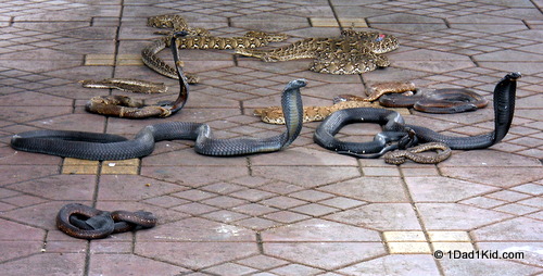 Marrakech snake charmer, Morocco