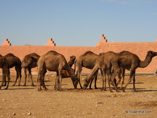 Guelmim, Morocco, camel souk