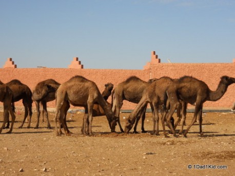 Camel souk