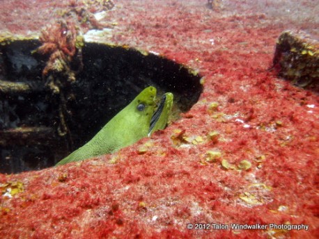 Moray eel in a wreck