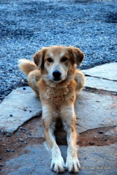 Our temporary pooch, Tubo