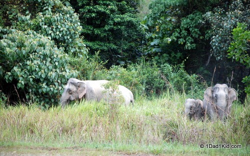 nomadic lifestyle, malaysia, elephants