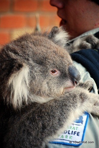 Australian animals, koala