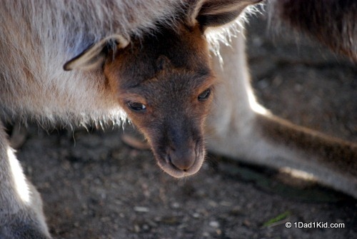 Australian animals, kangaroo joey