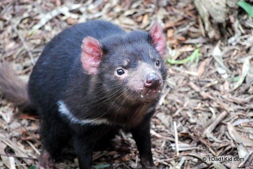 Australian animals, Tasmanian devil
