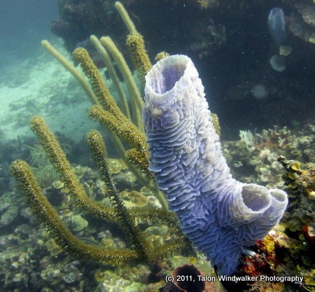 Great Barrier Reef, sponge coral