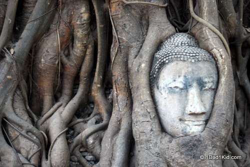 Ayutthaya buddha head