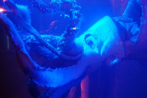 Sea Life Aquarium giant squid