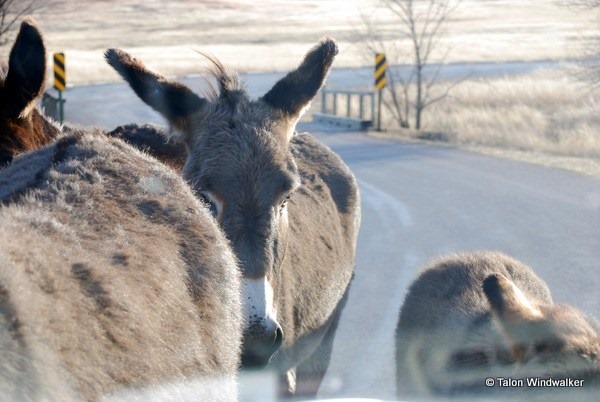 south dakota attractions, begging burros